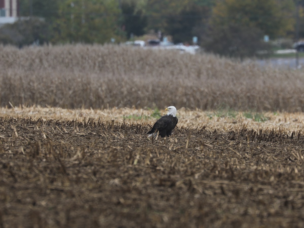 Bald Eagle - ML646663801