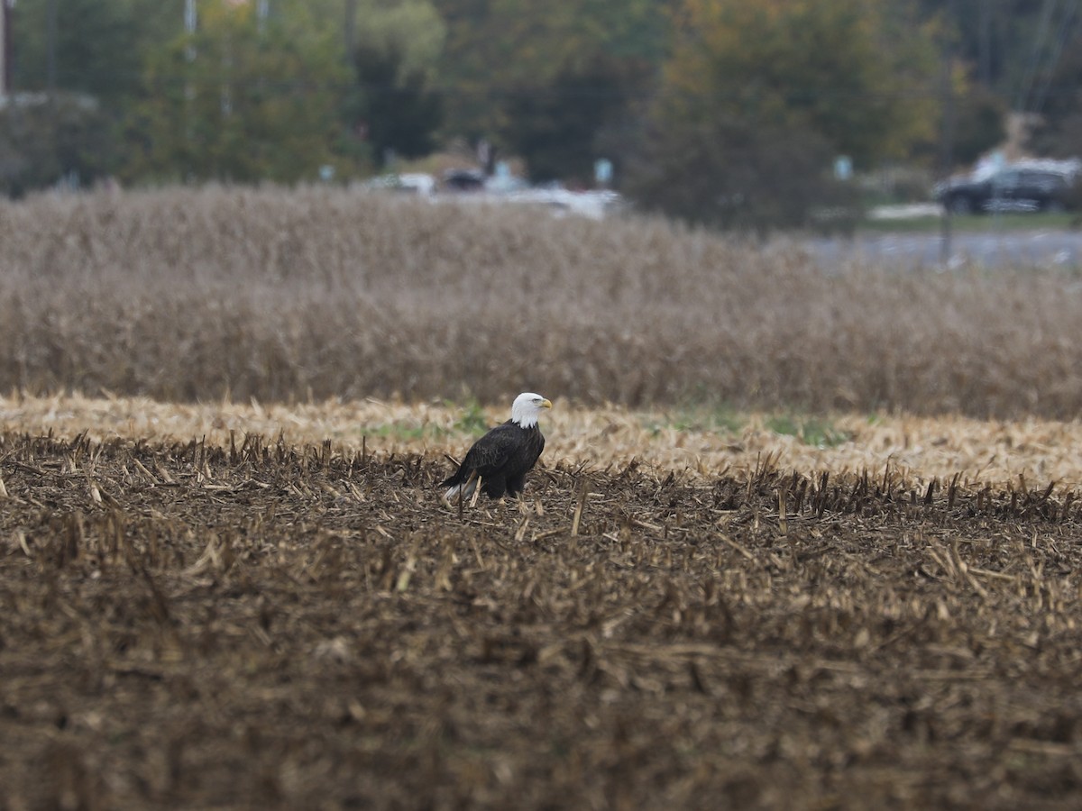 Bald Eagle - ML646663802