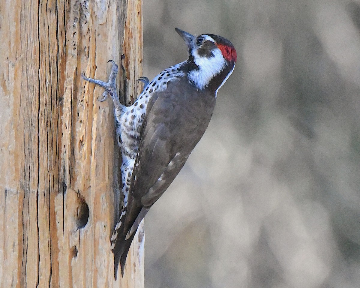 Arizona Woodpecker - ML646663803