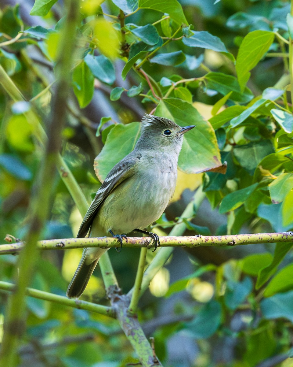 Fiofío Crestiblanco - ML646663804
