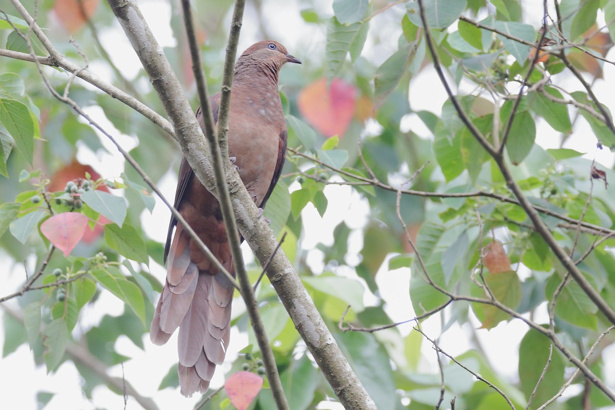 Brown Cuckoo-Dove - ML646663805