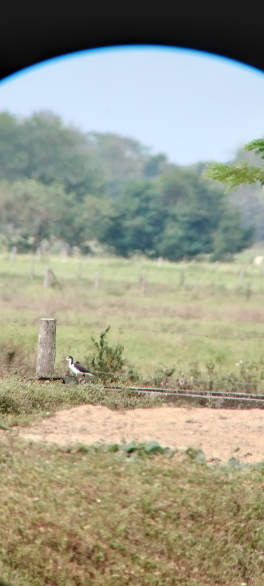 Cigüeñuela Cuellinegra - ML646663806