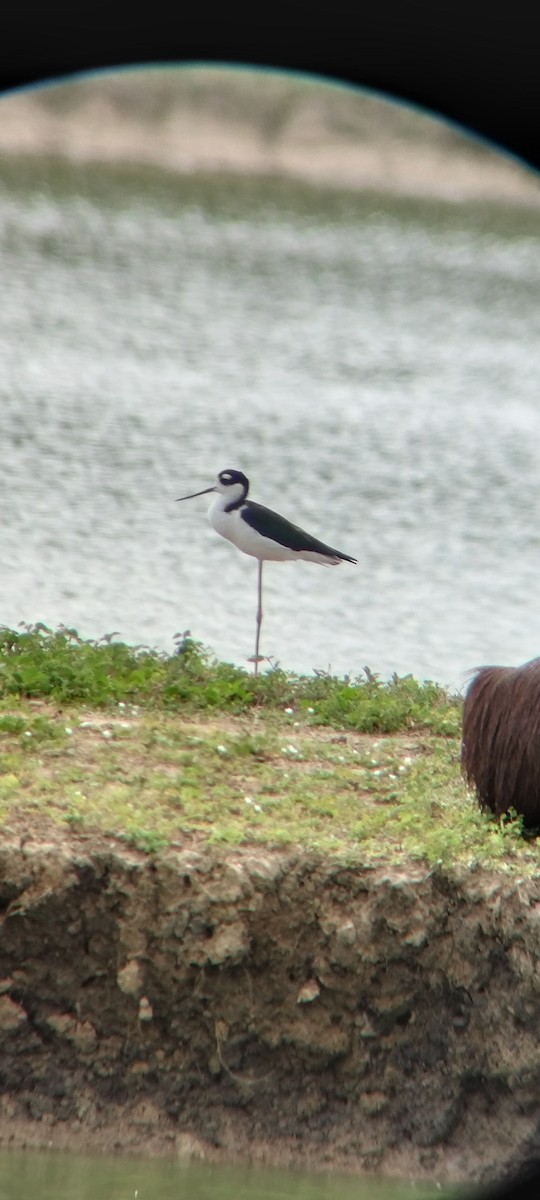 Cigüeñuela Cuellinegra - ML646663807