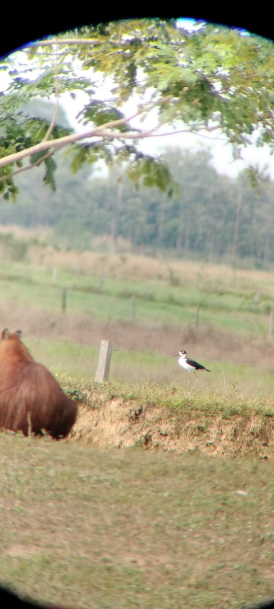 Cigüeñuela Cuellinegra - ML646663808