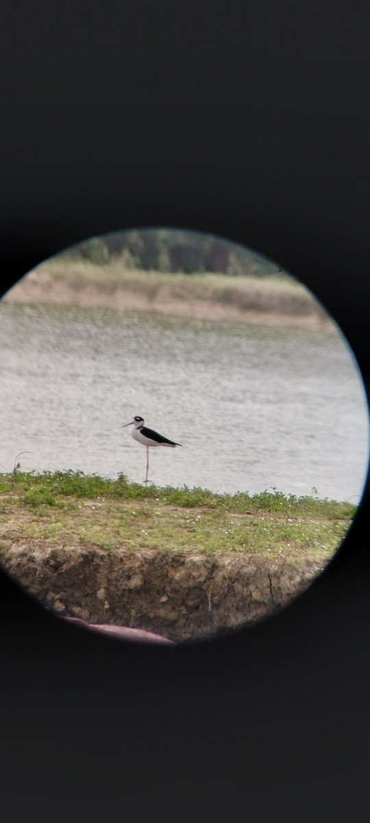 Cigüeñuela Cuellinegra - ML646663809