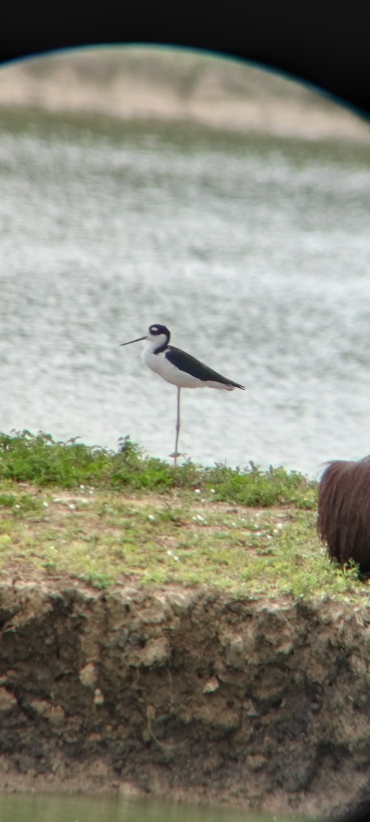 Cigüeñuela Cuellinegra - ML646663810
