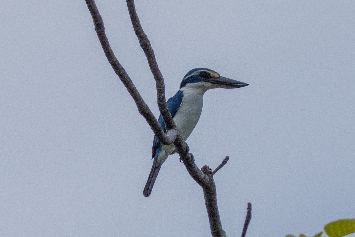 Alción del Pacífico - ML646663811