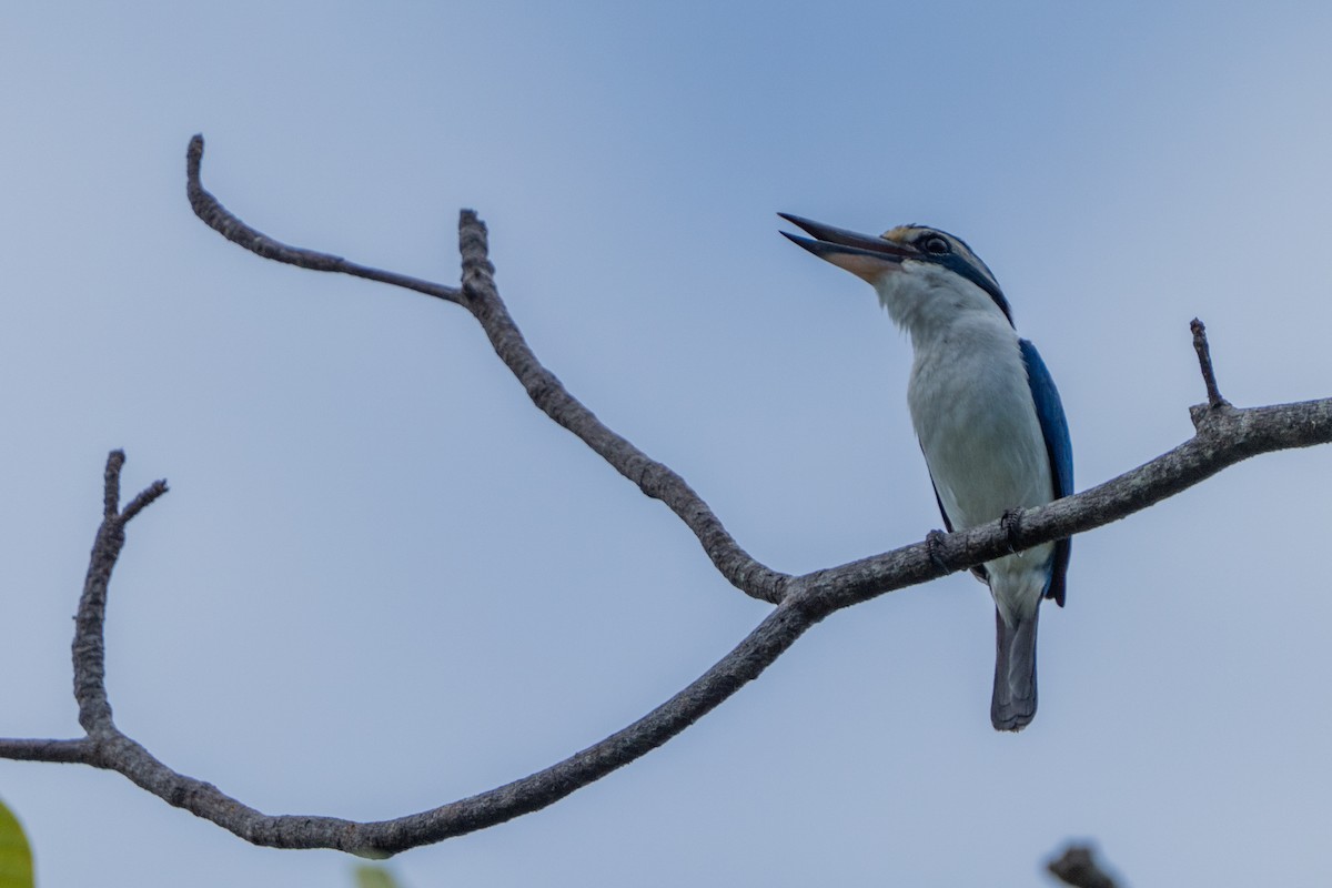 Alción del Pacífico - ML646663812