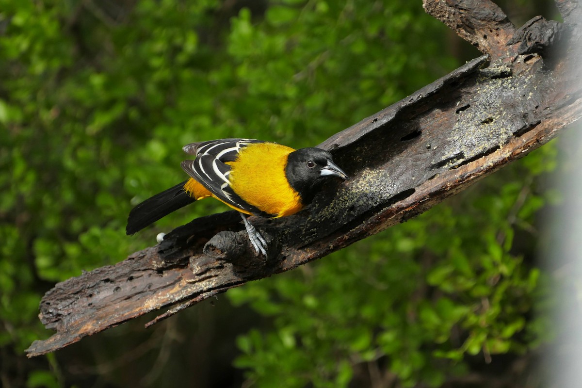 ズグロムクドリモドキ（graduacauda／audubonii） - ML646663813