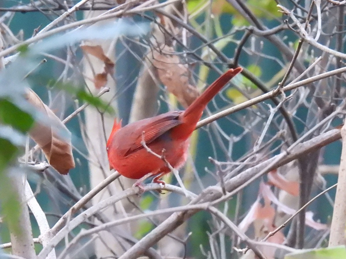 Cardenal Norteño - ML646663814
