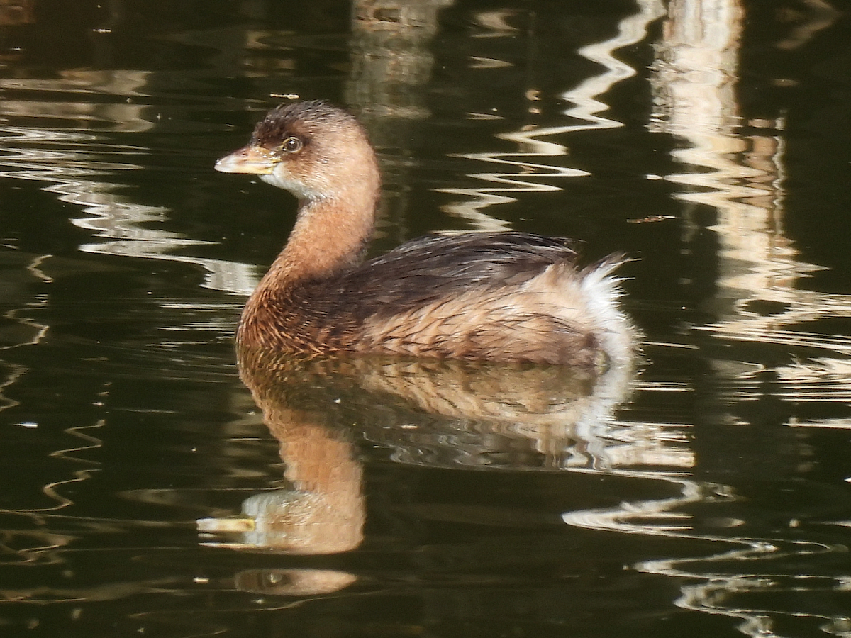 Zampullín Picogrueso - ML646663815