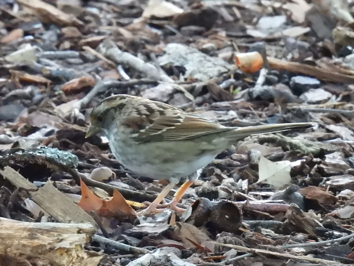 White-throated Sparrow - ML646663816