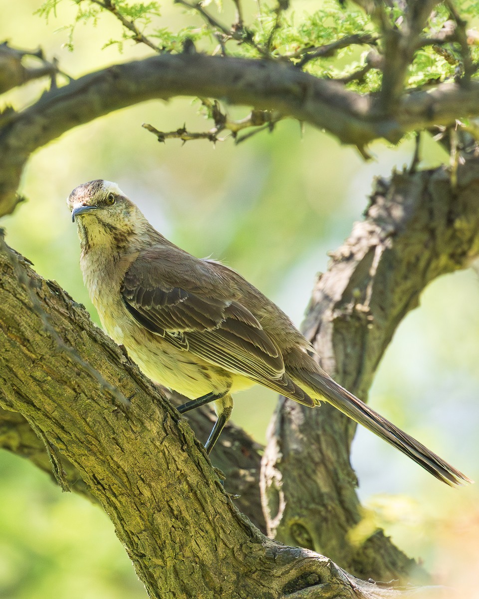 Sinsonte Tenca - ML646663817