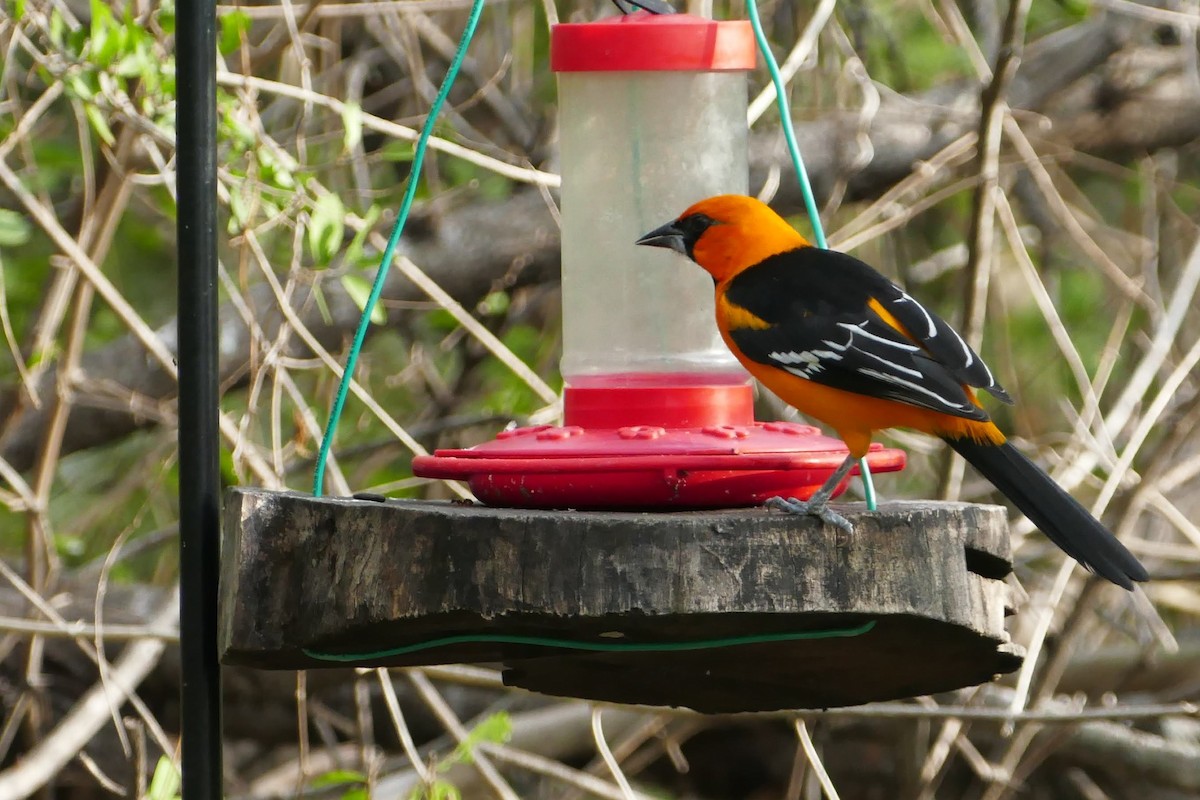 オレンジムクドリモドキ - ML646663819