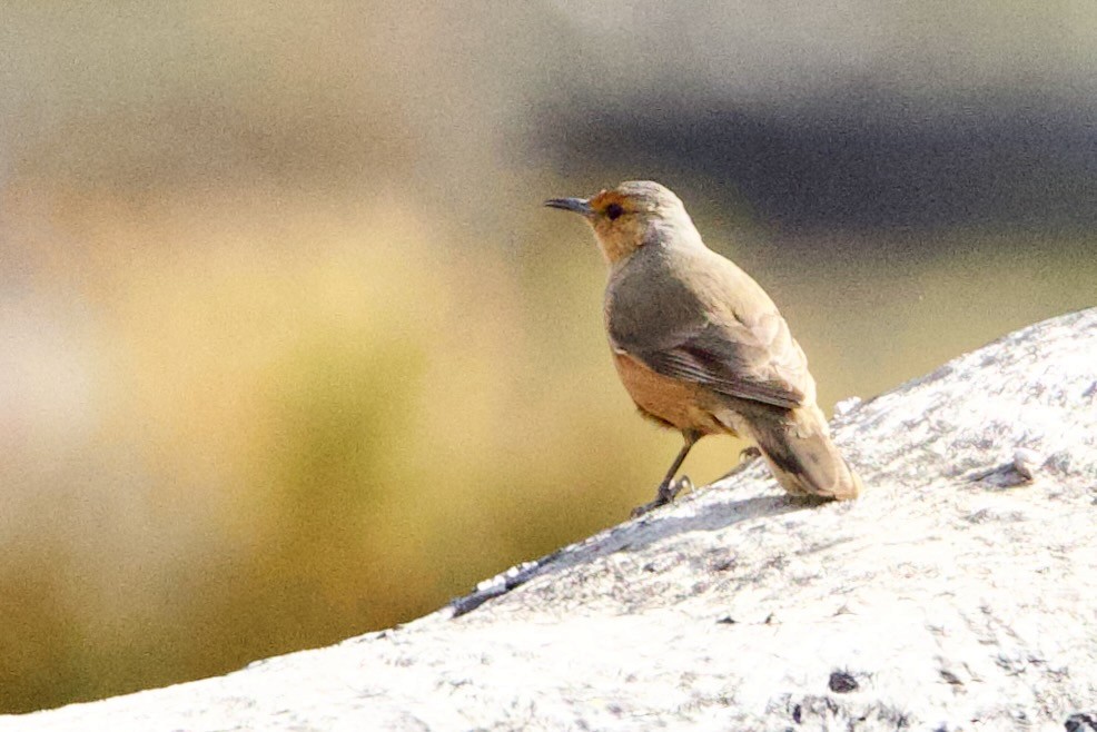 Rufous Treecreeper - ML646663820