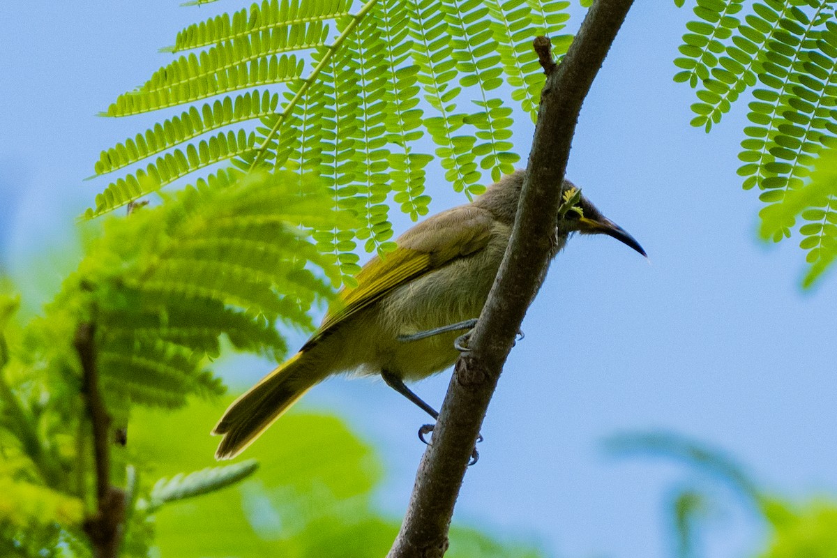 Mielero Orejigrís - ML646663821