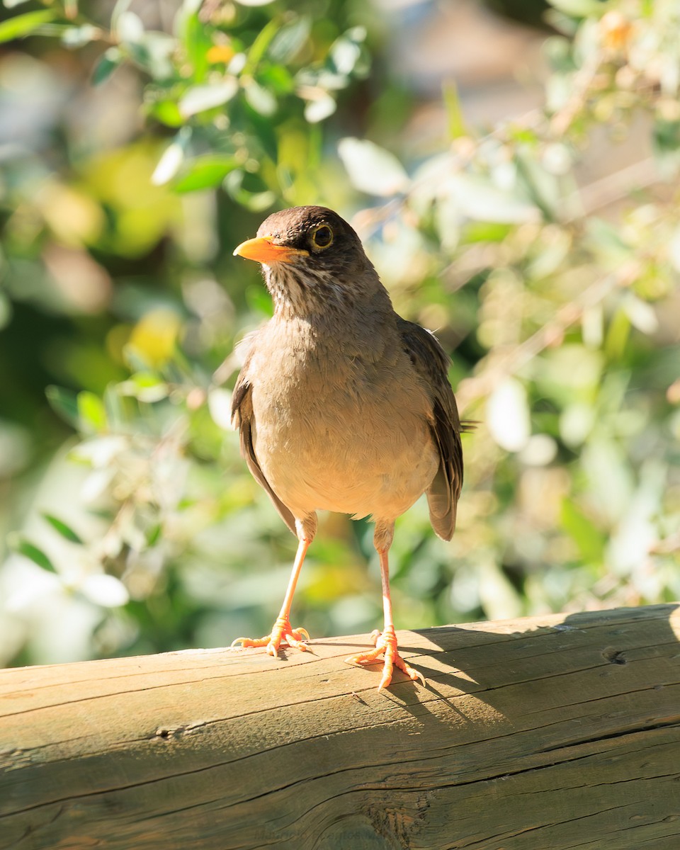 Zorzal Patagón - ML646663822