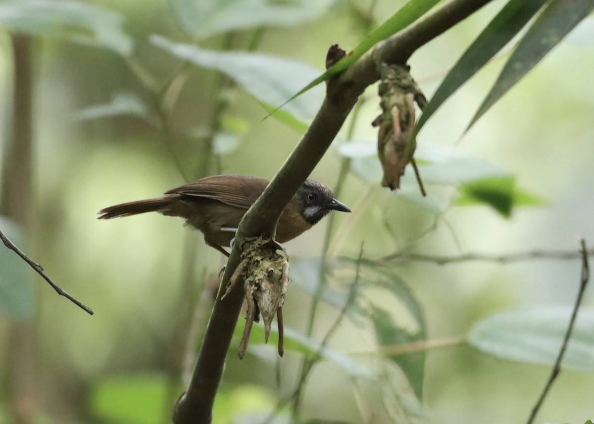 Timalí Gorjigrís - ML646663823