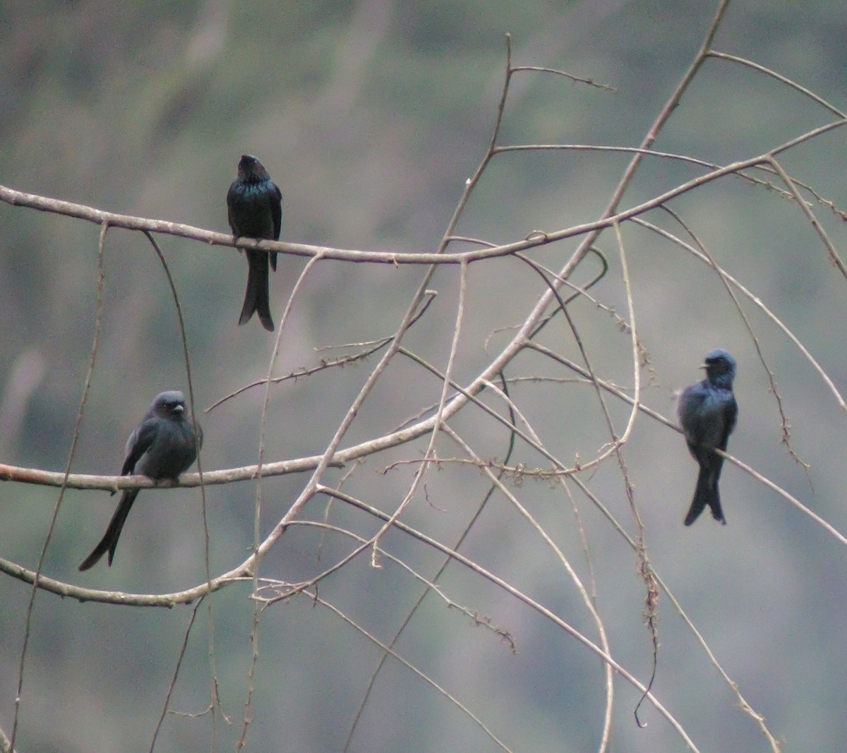 Drongo Cenizo - ML646663824