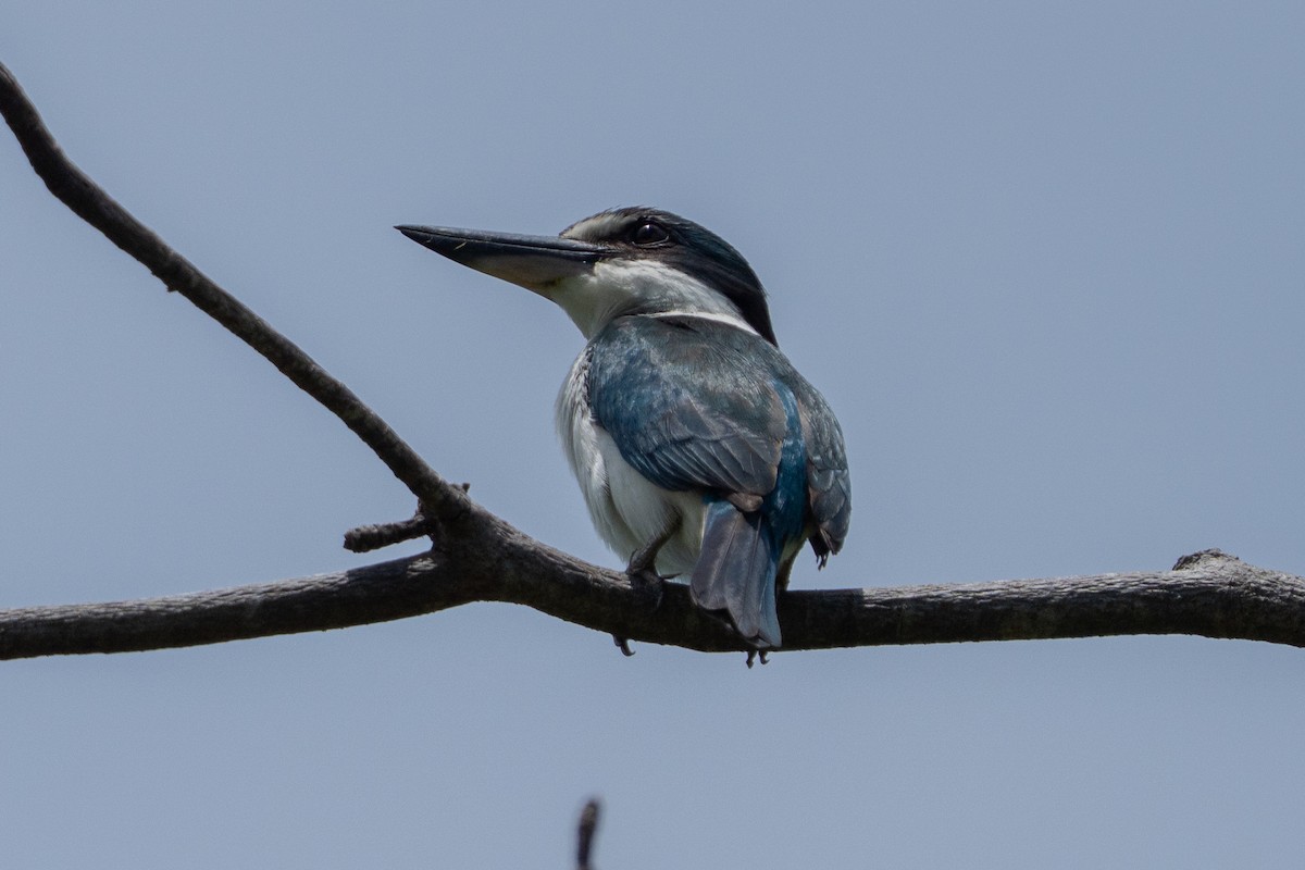 Alción del Pacífico - ML646663825