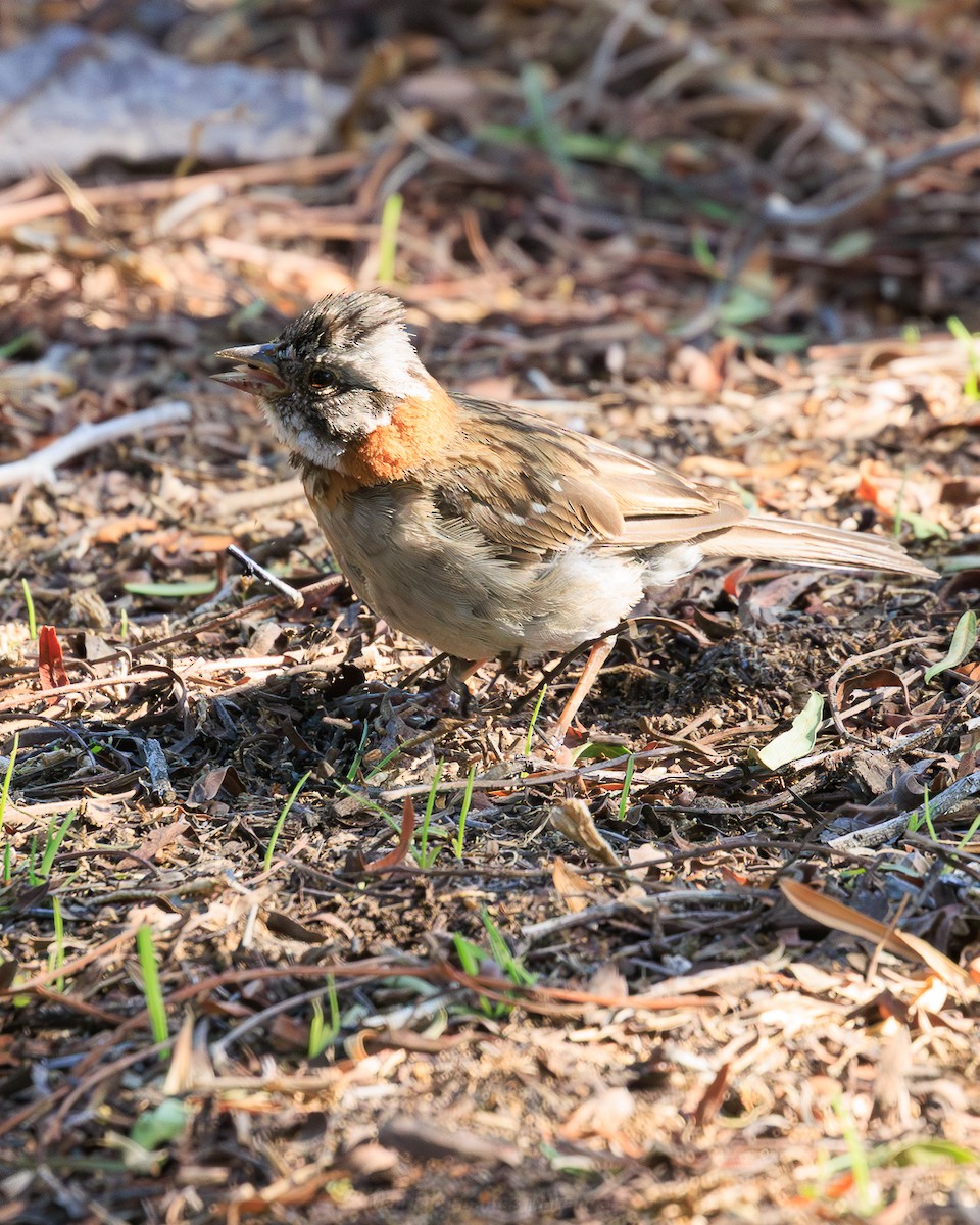 Chingolo Común - ML646663826