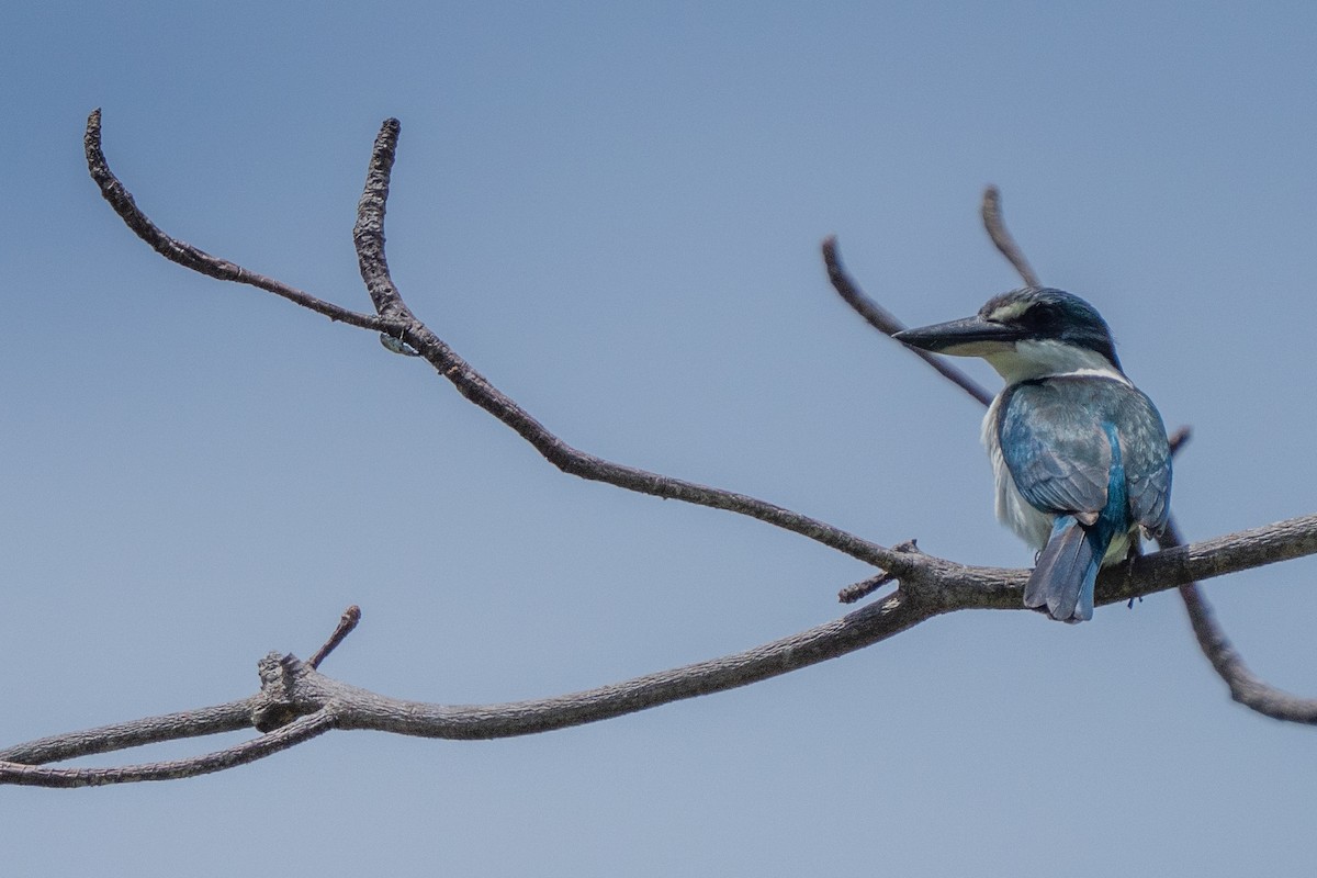 Alción del Pacífico - ML646663827
