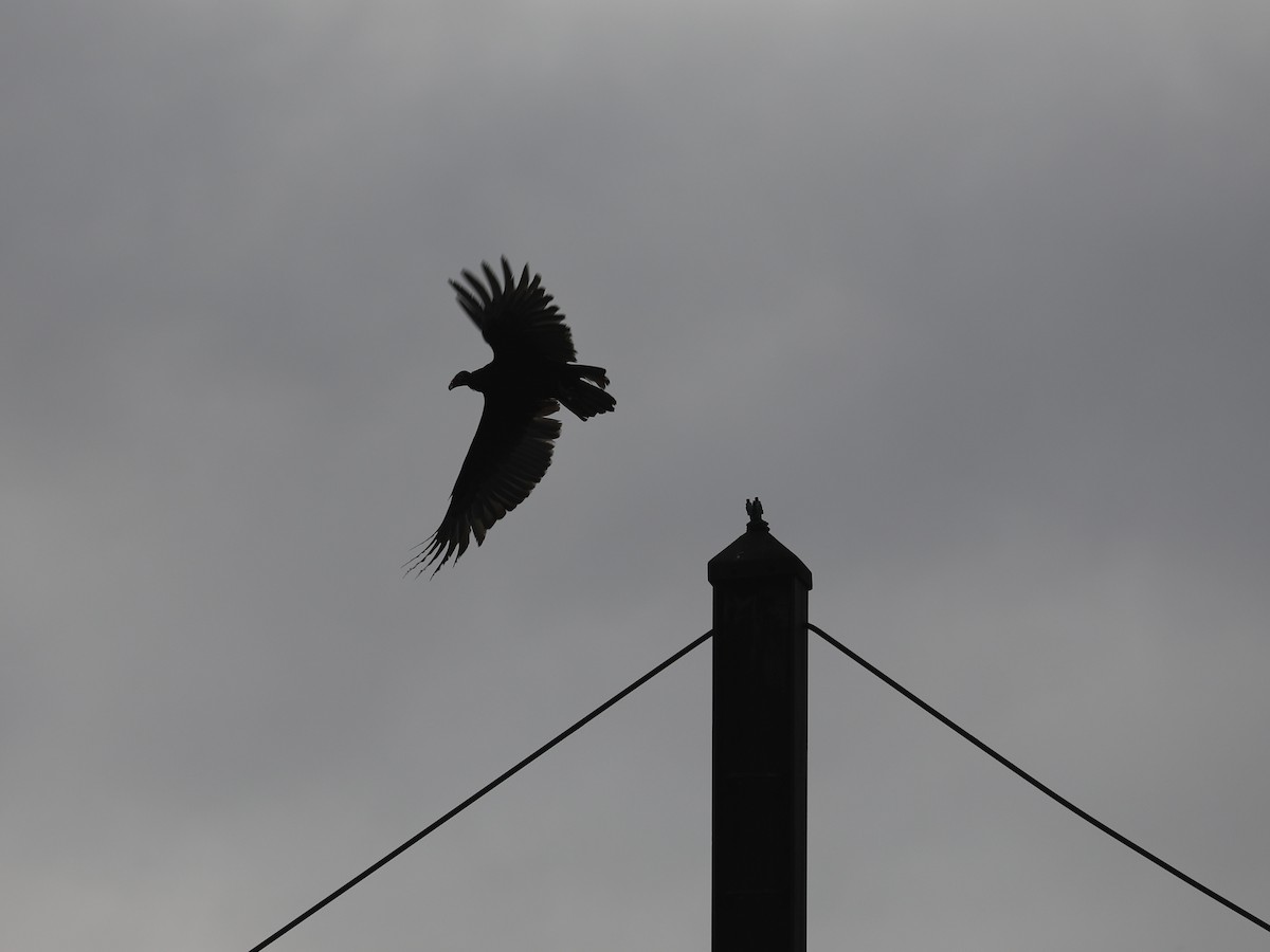 Turkey Vulture - ML646663828