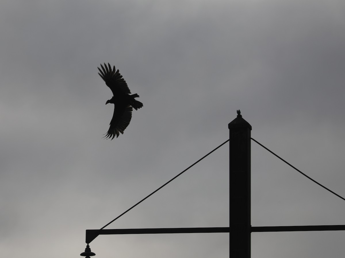 Turkey Vulture - ML646663829