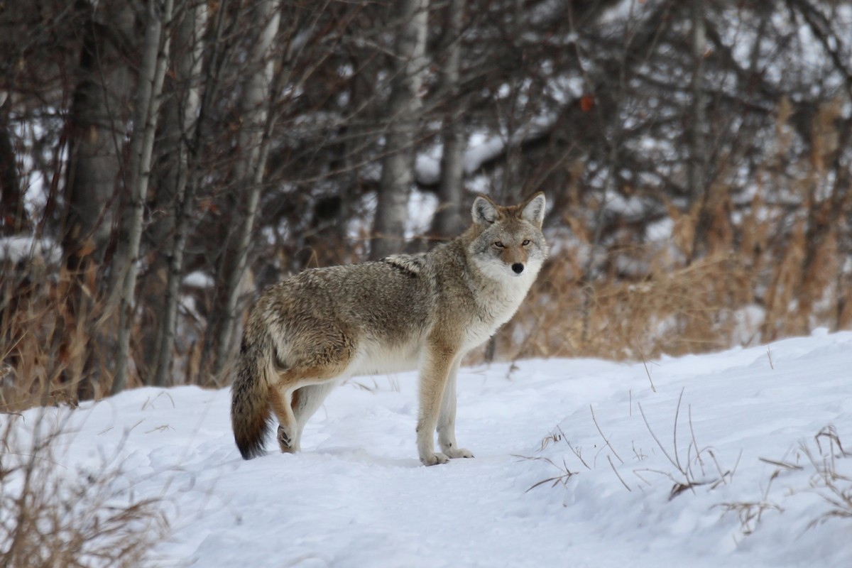 郊狼 - ML646663830