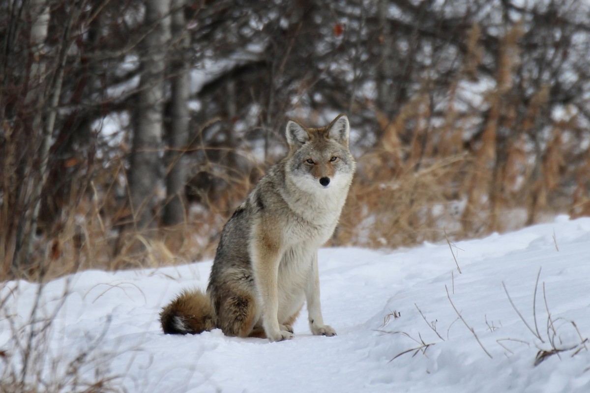 郊狼 - ML646663831