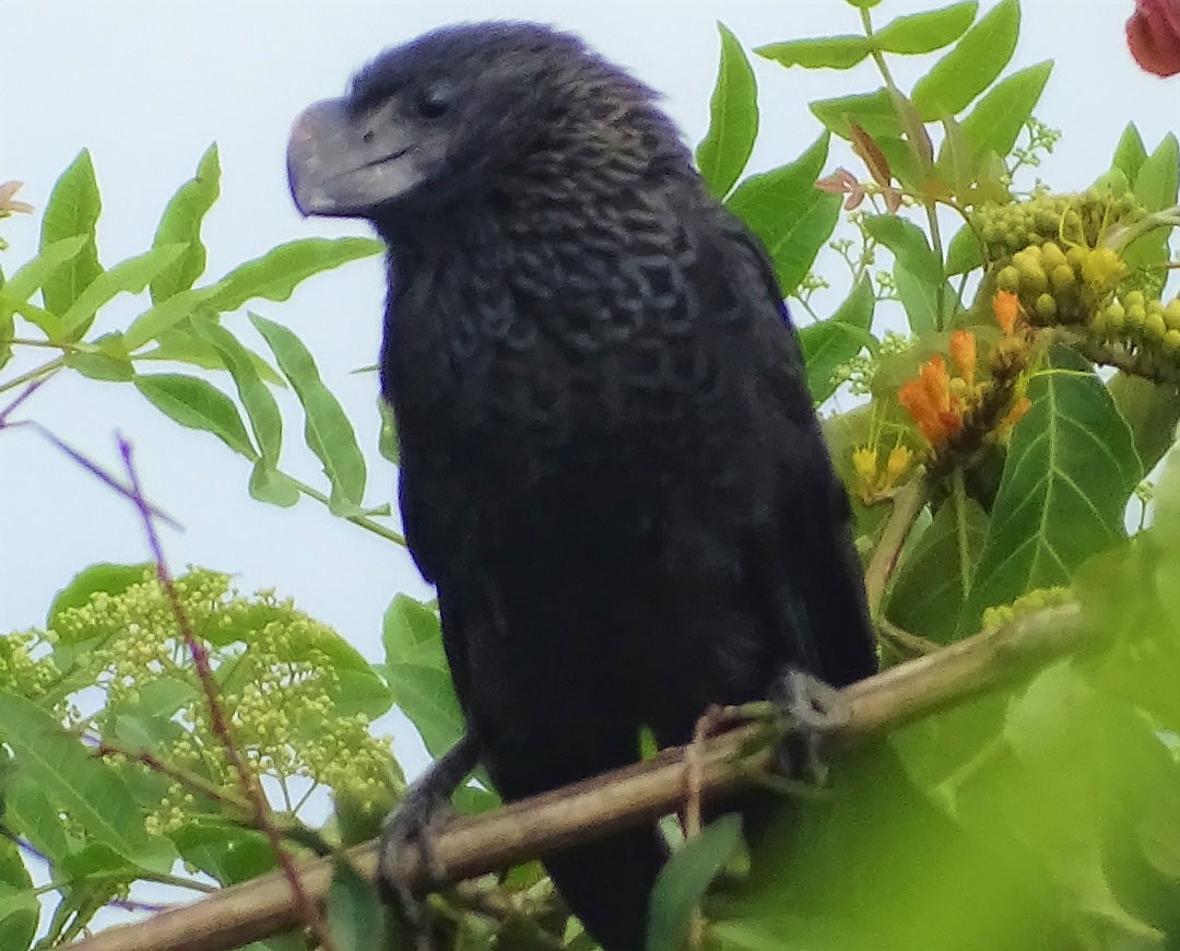 Smooth-billed Ani - ML646663832