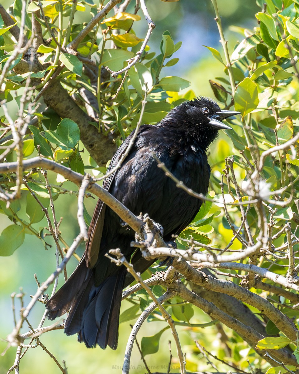 Tordo Patagón - ML646663833