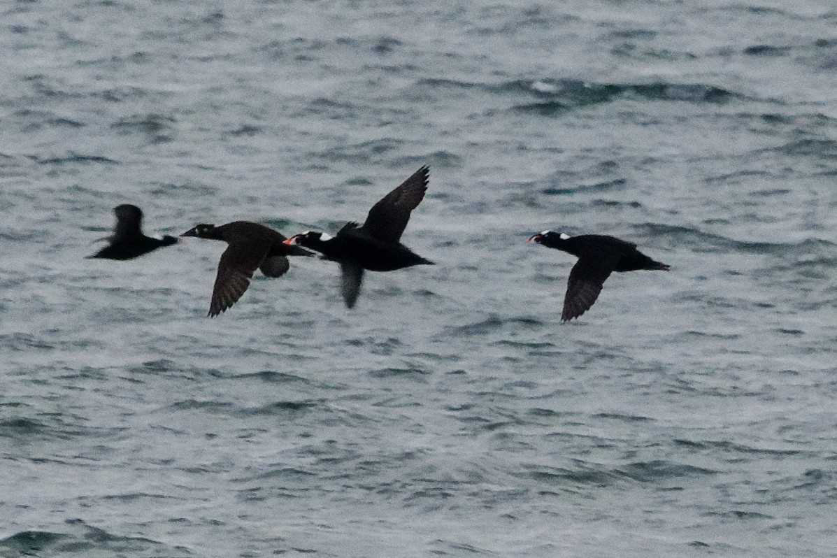 Surf Scoter - ML646663835