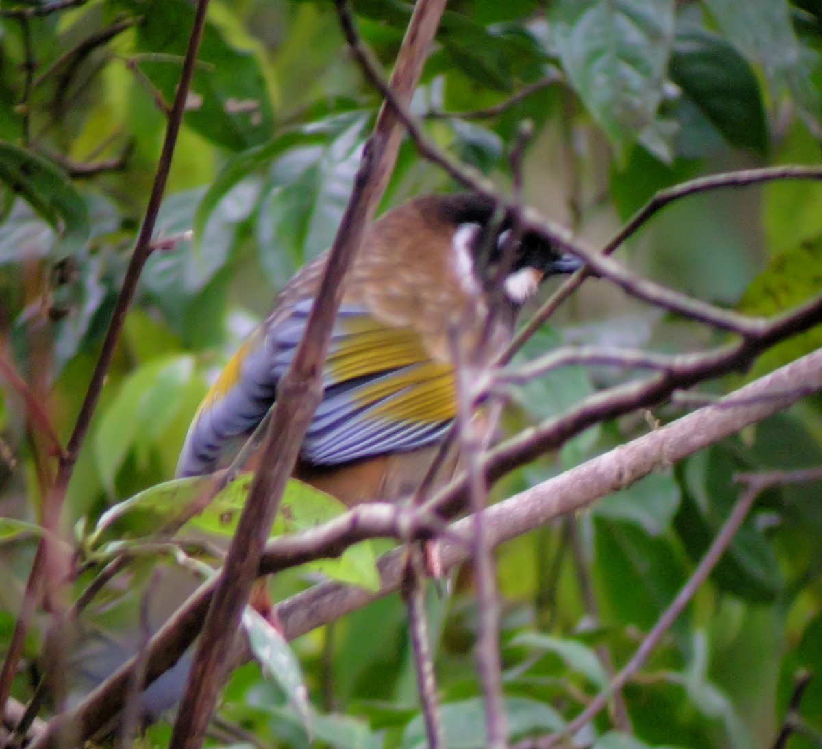 Black-faced Laughingthrush - ML646663845