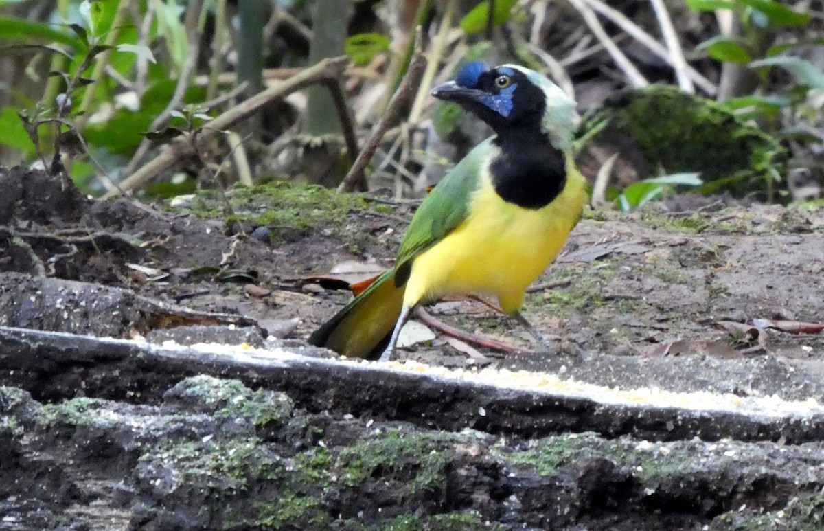 Inkablaurabe - ML646663846