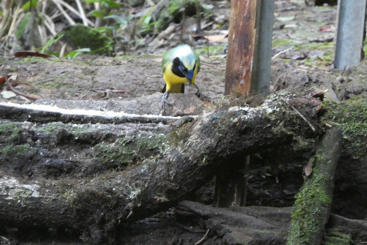 Inkablaurabe - ML646663847