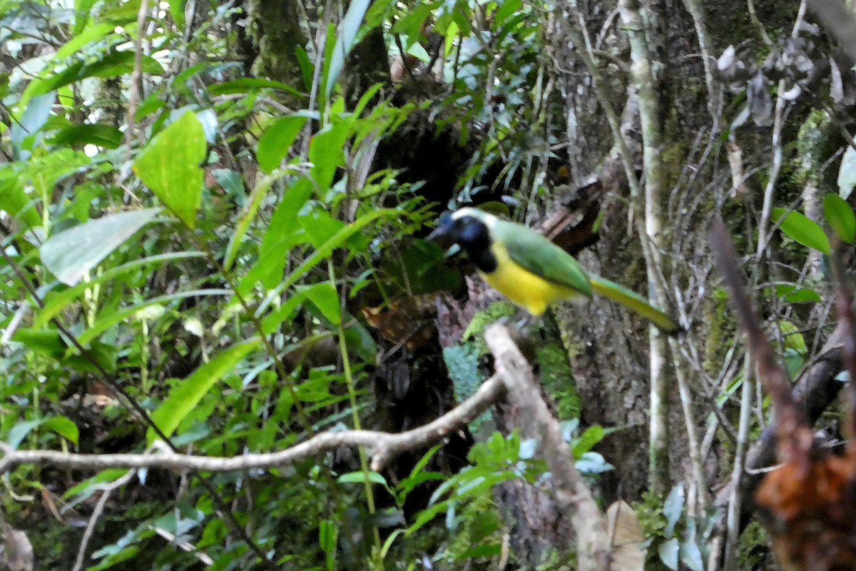 Inkablaurabe - ML646663848