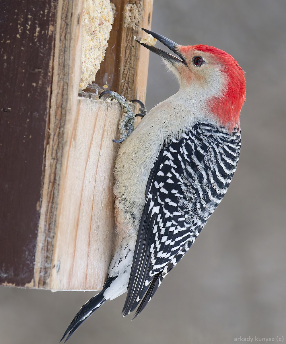 Red-bellied Woodpecker - ML646663849