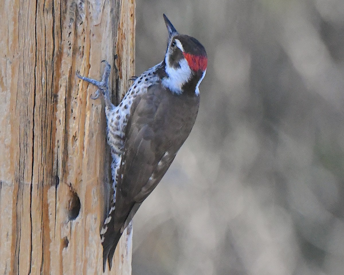 Arizona Woodpecker - ML646663850