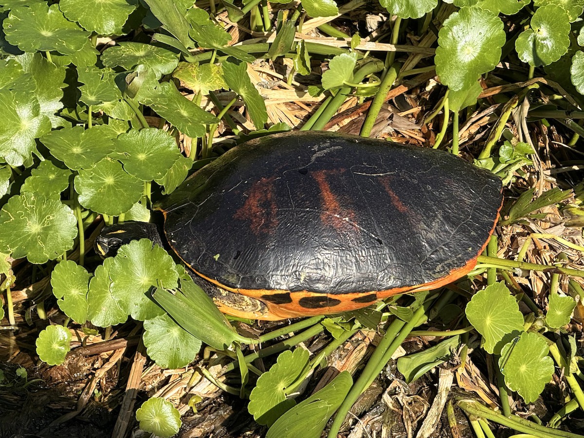 Florida Red-bellied Cooter - ML646663852