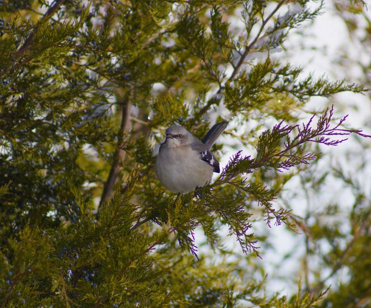 Northern Mockingbird - ML646663855
