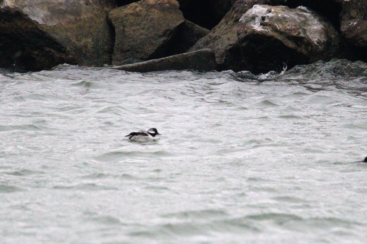 Bufflehead - ML646663856