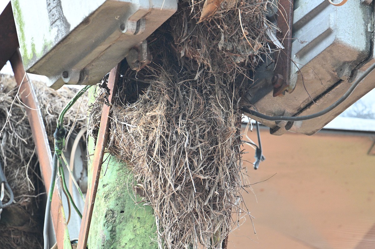 Bicolored Wren - ML646663857