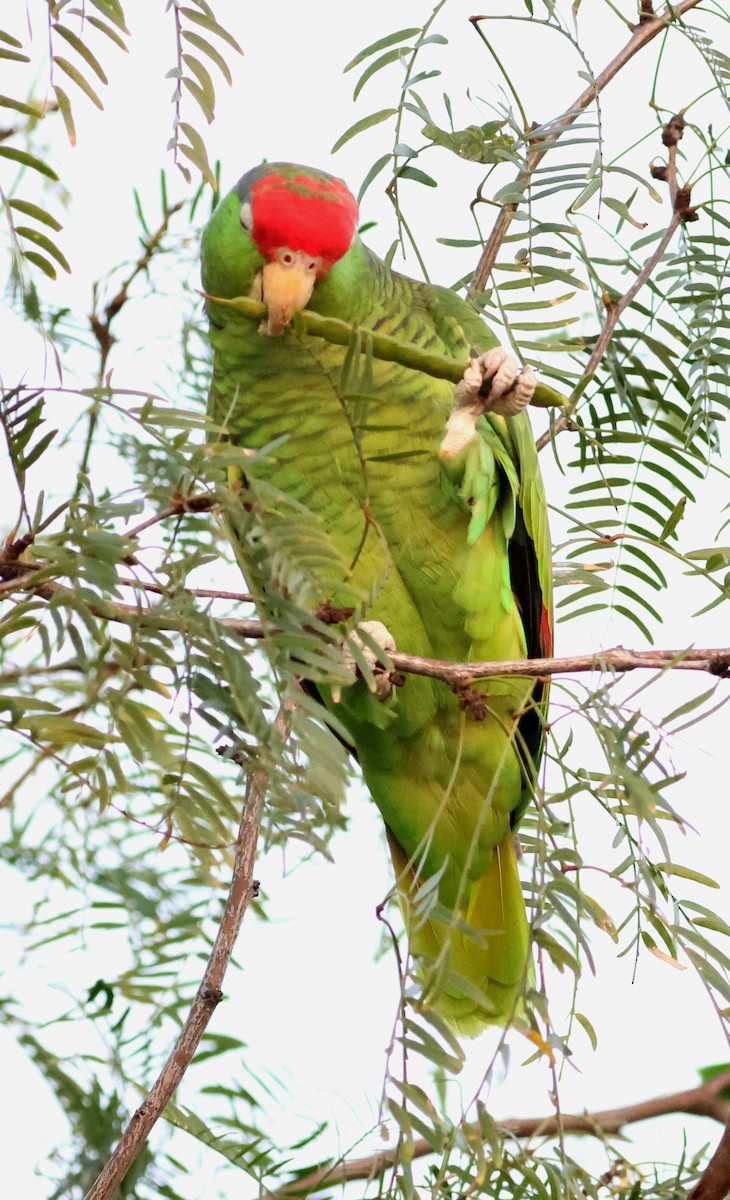 Red-crowned Amazon - ML646663858
