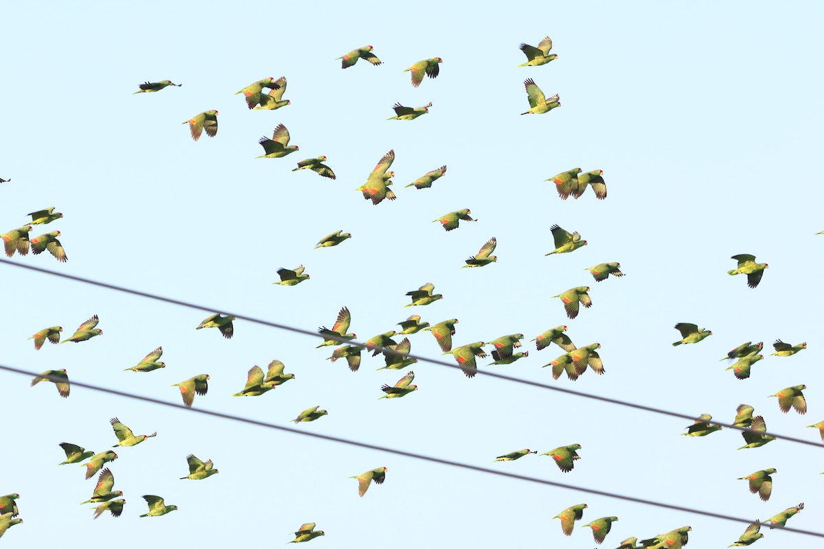 Red-crowned Amazon - ML646663859