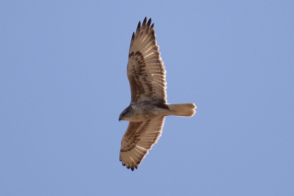Ferruginous Hawk - ML646663860