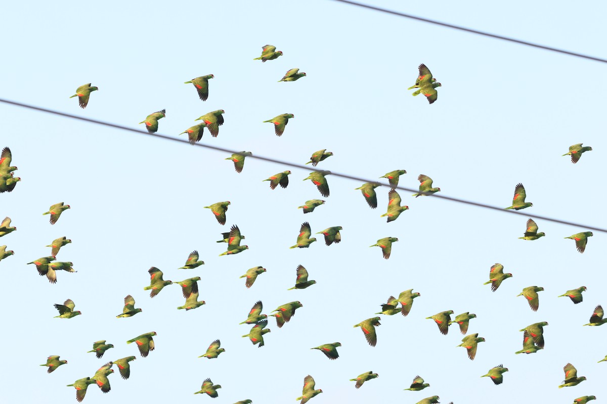 Red-crowned Amazon - ML646663861