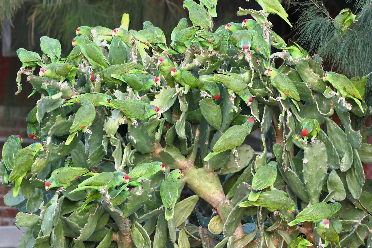 Red-crowned Amazon - ML646663862