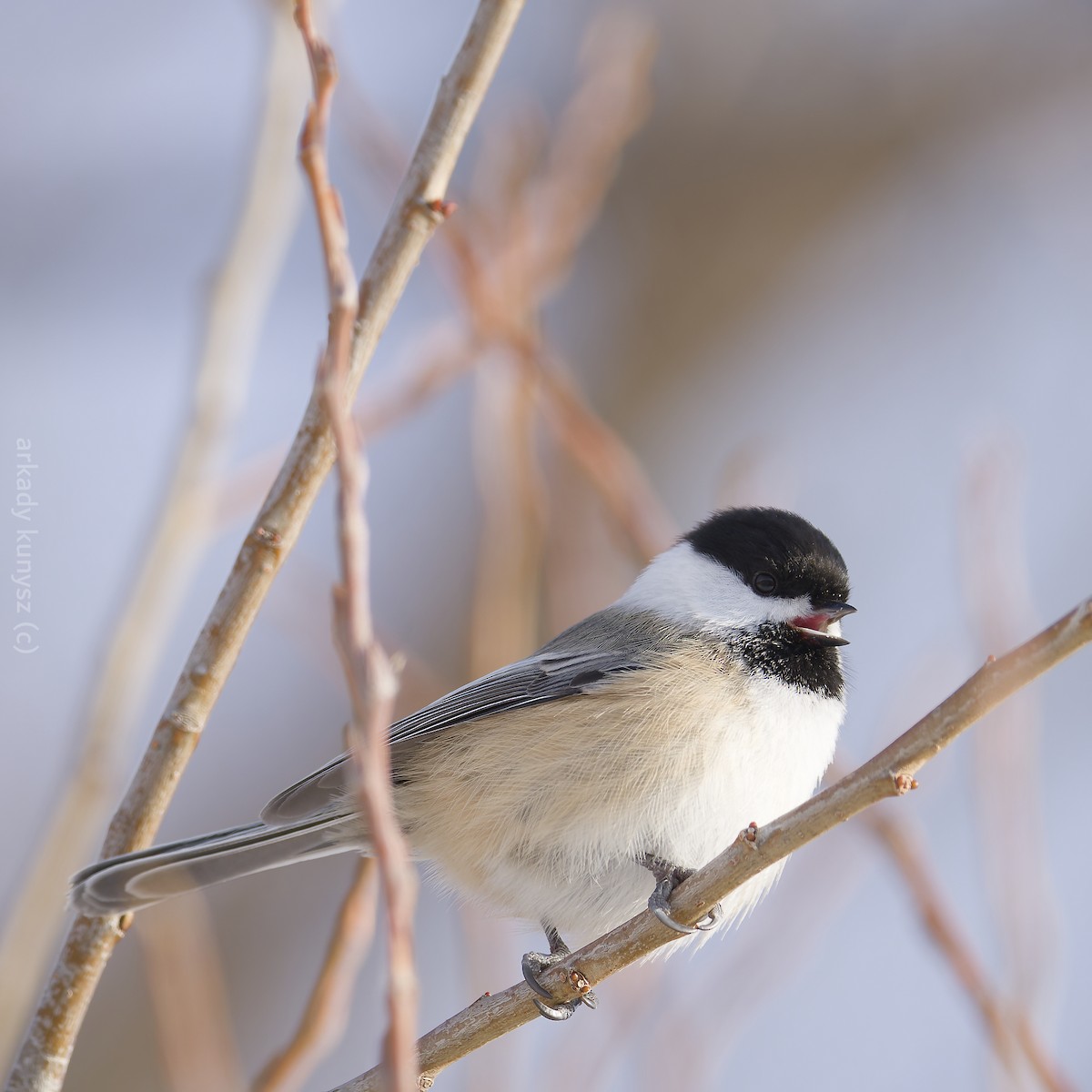 Black-capped Chickadee - ML646663864