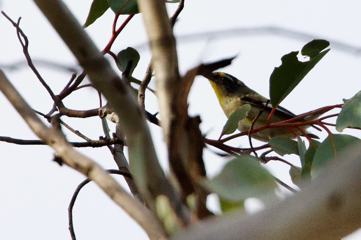 Striated Pardalote (Striated) - ML646663865